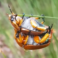 Anoplognathus viriditarsis (Green-footed Christmas beetle) at Bargo, NSW - 9 Dec 2024 by Snows