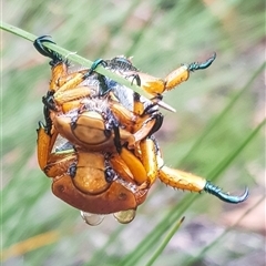 Anoplognathus viriditarsis at Bargo, NSW - 9 Dec 2024 09:25 AM