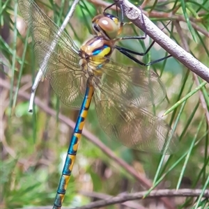 Hemicordulia australiae at Bargo, NSW - 18 Dec 2024 01:22 PM