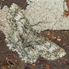 Geometridae (family) ADULT at Bargo, NSW - 30 Nov 2024 by Snows