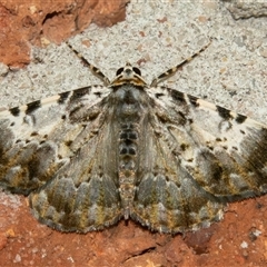 Rhuma subaurata (A Geometer moth) at Bargo, NSW - 30 Nov 2024 by Snows