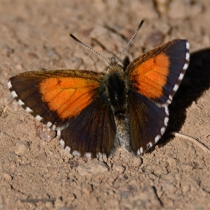 Lucia limbaria at Strathnairn, ACT - 21 Feb 2025 10:42 AM