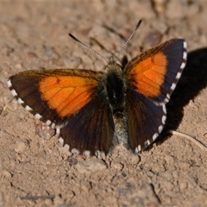 Lucia limbaria (Chequered Copper) at Strathnairn, ACT - 21 Feb 2025 by Thurstan