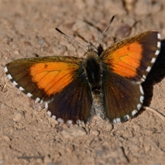 Lucia limbaria at Strathnairn, ACT - 21 Feb 2025 10:42 AM
