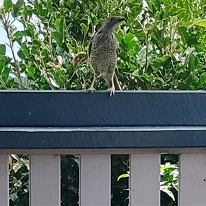 Ptilonorhynchus violaceus (Satin Bowerbird) at O'Reilly, QLD - 21 Feb 2025 by LyndalT