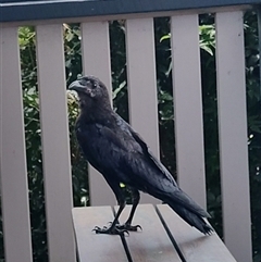 Corvus coronoides / mellori at O'Reilly, QLD - Today by LyndalT