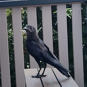 Corvus orru at O'Reilly, QLD - 21 Feb 2025 02:01 PM