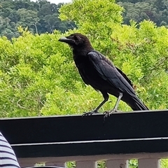 Corvus orru at O'Reilly, QLD - 21 Feb 2025 02:01 PM