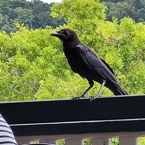 Corvus orru at O'Reilly, QLD - 21 Feb 2025 02:01 PM