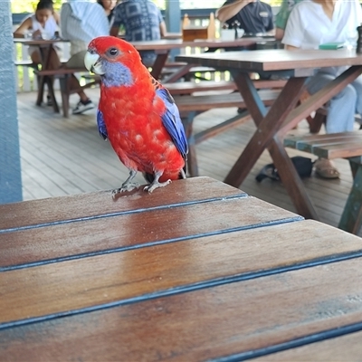 Platycercus elegans at O'Reilly, QLD - Today by LyndalT