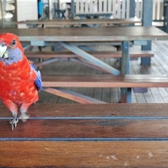 Platycercus elegans at O'Reilly, QLD - 21 Feb 2025 02:14 PM