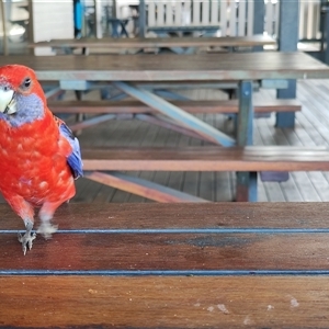Platycercus elegans at O'Reilly, QLD - 21 Feb 2025 02:14 PM
