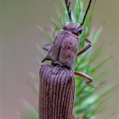 Elateridae (family) at Bargo, NSW - 24 Nov 2024 by Snows