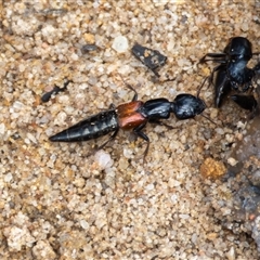 Staphylinidae (family) at Bargo, NSW - 16 Nov 2024 by Snows