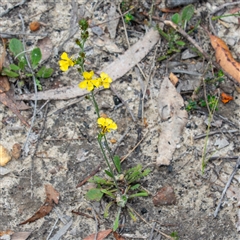 Goodenia bellidifolia (Daisy-leaf Goodenia) at Bargo, NSW - 21 Feb 2025 by Snows