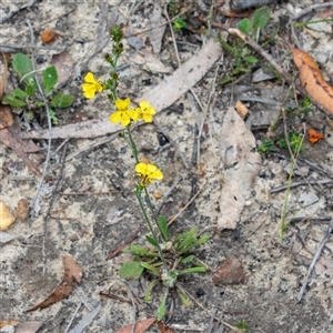 Goodenia bellidifolia at Bargo, NSW - 21 Feb 2025 02:24 PM
