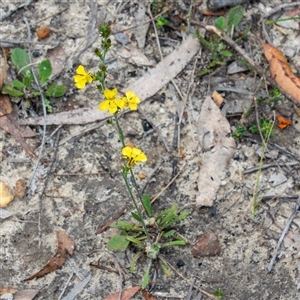 Goodenia bellidifolia at Bargo, NSW - Yesterday by Snows