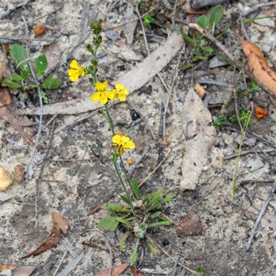 Goodenia bellidifolia at Bargo, NSW - Yesterday by Snows