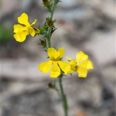 Goodenia bellidifolia at Bargo, NSW - 21 Feb 2025 02:24 PM