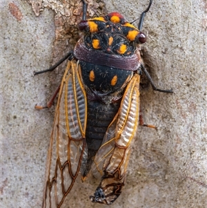 Macrotristria angularis (Cherrynose) at Bargo, NSW - 16 Nov 2024 by Snows