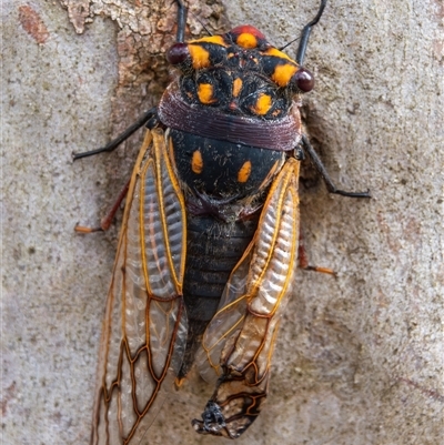 Macrotristria angularis (Cherrynose) at Bargo, NSW - 16 Nov 2024 by Snows