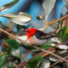 Myzomela sanguinolenta (Scarlet Honeyeater) at Bargo, NSW - 13 Nov 2024 by Snows