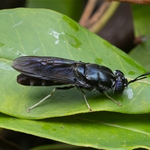 Hermetia illucens (American Soldier Fly) at Symonston, ACT - 20 Feb 2025 by rawshorty