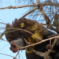 Calyptorhynchus lathami lathami at Buxton, NSW - suppressed