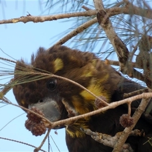 Calyptorhynchus lathami lathami at Buxton, NSW - suppressed