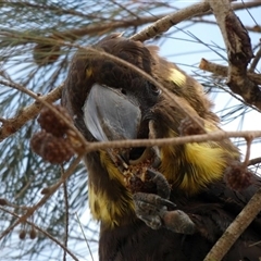 Calyptorhynchus lathami lathami at Buxton, NSW - suppressed