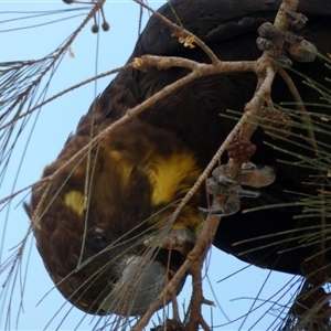 Calyptorhynchus lathami lathami at Buxton, NSW - suppressed