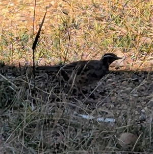 Cinclosoma punctatum (Spotted Quail-thrush) at Lake George, NSW - 21 Feb 2025 by MPennay