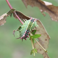 Doratifera quadriguttata at Mittagong, NSW - suppressed