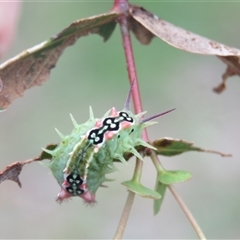 Doratifera quadriguttata at Mittagong, NSW - suppressed