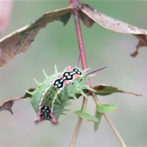 Doratifera quadriguttata at Mittagong, NSW - suppressed