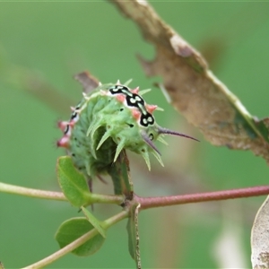 Doratifera quadriguttata at Mittagong, NSW - suppressed