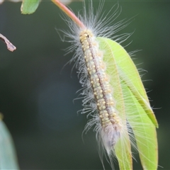 Uraba lugens (Gumleaf Skeletonizer) at Mittagong, NSW - 16 Feb 2025 by Span102