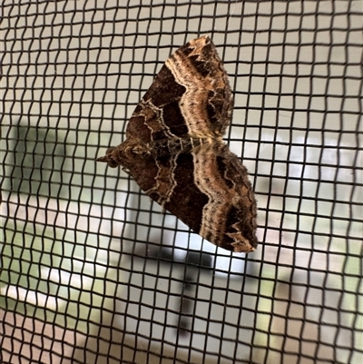 Chrysolarentia lucidulata (Lucid Carpet) at Mittagong, NSW - 20 Feb 2025 by Span102