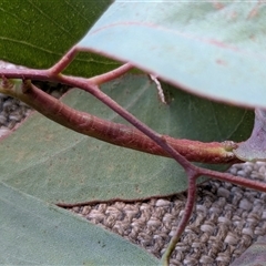 Geometridae (family) IMMATURE at Franklin, ACT - 21 Feb 2025 01:25 PM