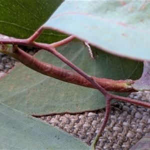 Geometridae (family) IMMATURE at Franklin, ACT - 21 Feb 2025 01:25 PM