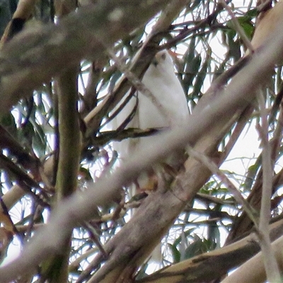 Tachyspiza novaehollandiae (Grey Goshawk) at Mittagong, NSW - Yesterday by Span102