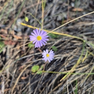 Brachyscome rigidula (Hairy Cut-leaf Daisy) at Bungendore, NSW - 20 Feb 2025 by clarehoneydove