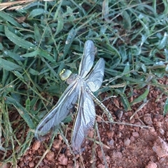 Anax papuensis (Australian Emperor) at Strathnairn, ACT - 11 Feb 2025 by Emccall1000