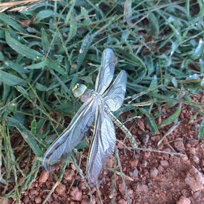 Anax papuensis (Australian Emperor) at Strathnairn, ACT - 11 Feb 2025 by Emccall1000