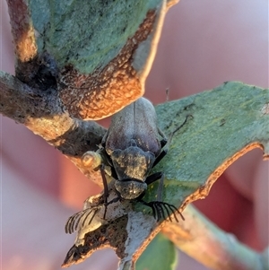 Euctenia sp. (genus) (Wedge-shaped beetle) at Franklin, ACT - 18 Feb 2025 by chriselidie