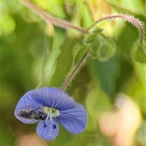 Lasioglossum (Homalictus) urbanum (Furrow Bee) at Yarralumla, ACT - 21 Feb 2025 by PeterA