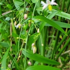 Eustrephus latifolius by MazzV