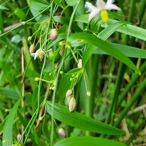 Eustrephus latifolius at Copmanhurst, NSW - suppressed