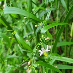 Eustrephus latifolius at Copmanhurst, NSW - suppressed