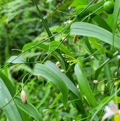 Eustrephus latifolius at Copmanhurst, NSW - suppressed